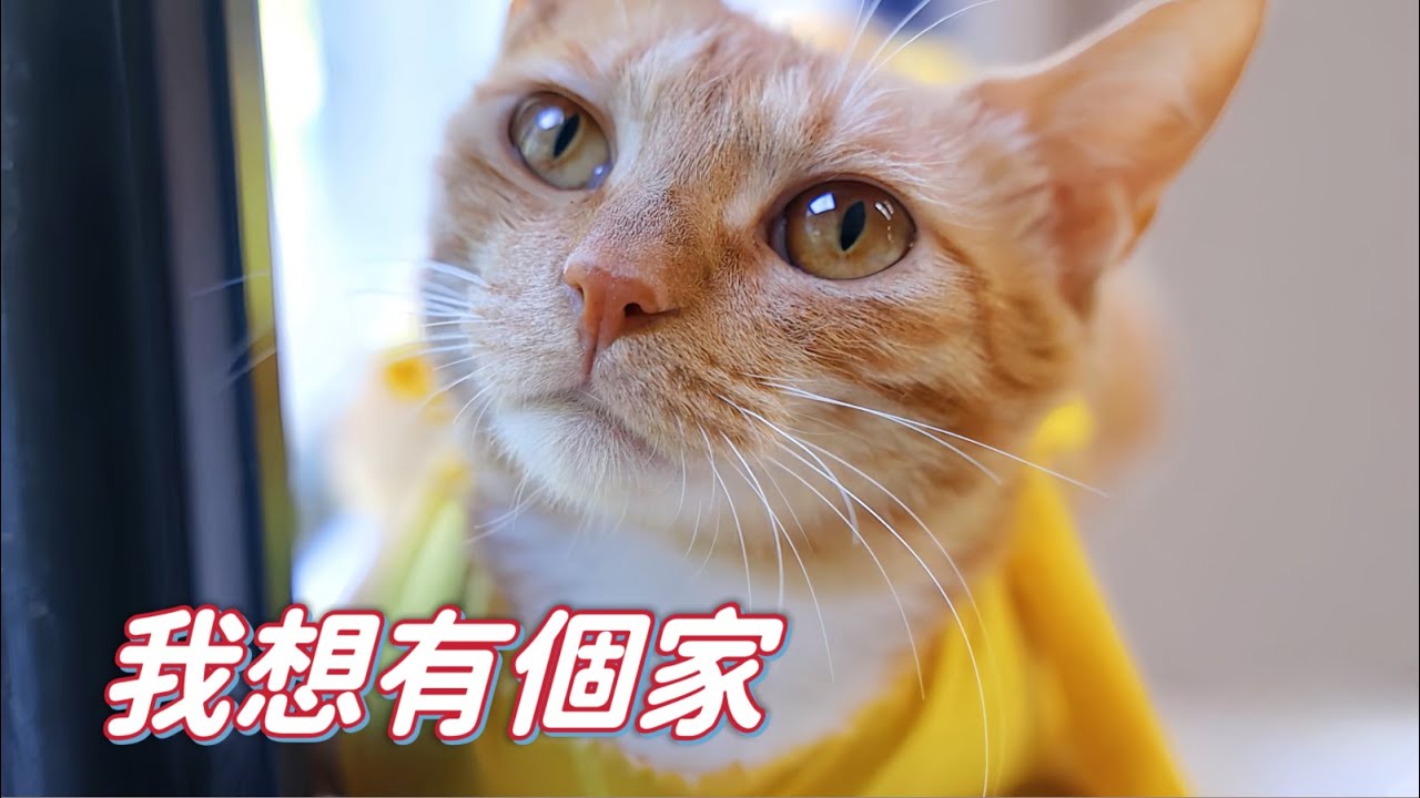 小浪貓得知自己無人領養即將放歸時，大大的眼睛裡全是憂傷｜李喜猫