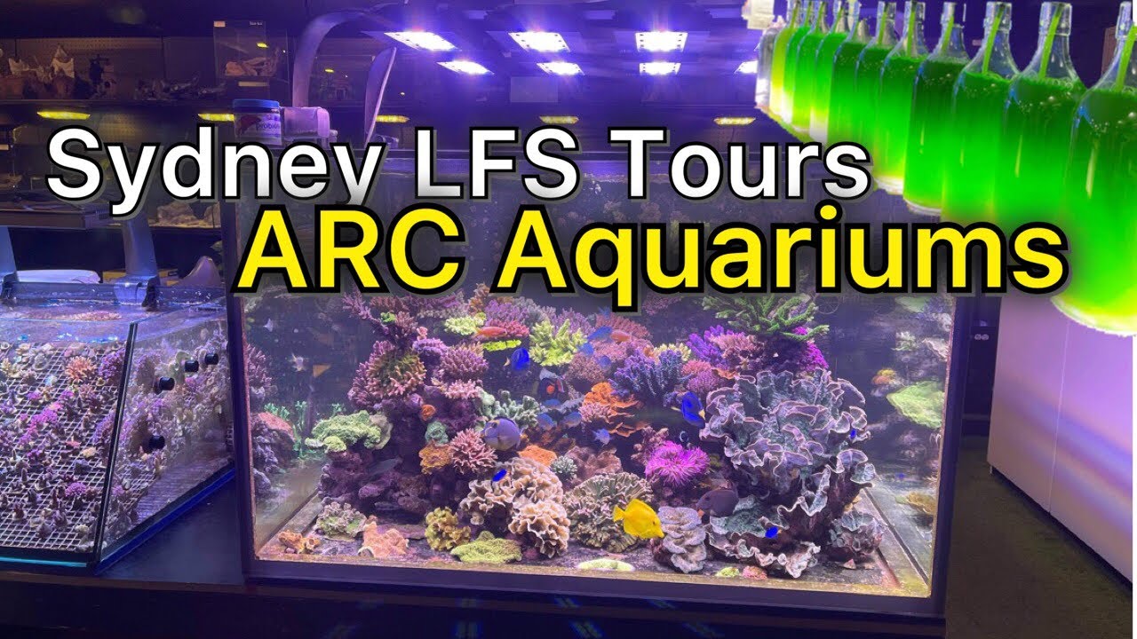 Sydney LFS Tours Stop 3 - ARC Aquariums Hornsby