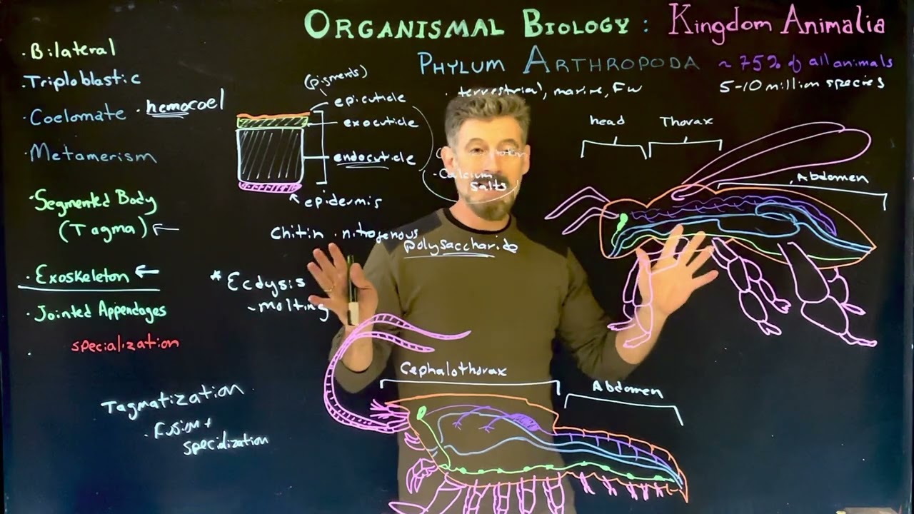 Phylum Arthropoda: Introduction
