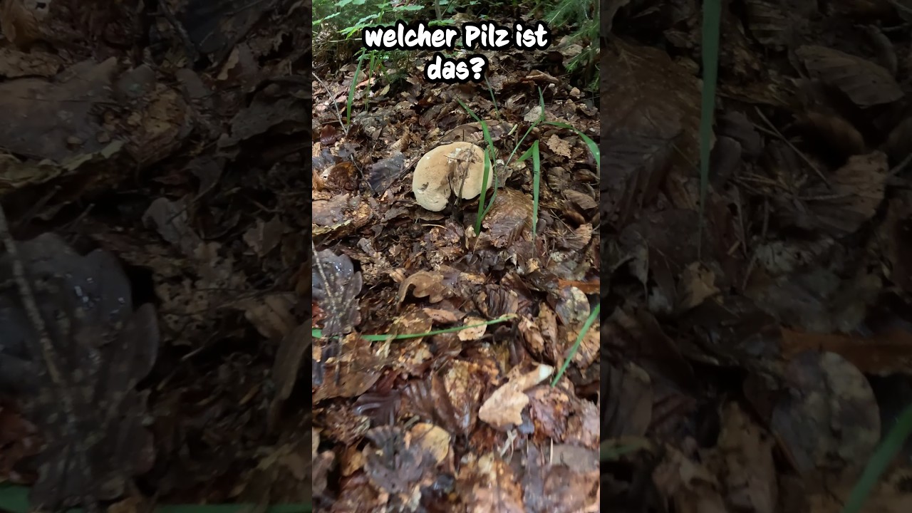 T&ouml;tlich oder Essbar
