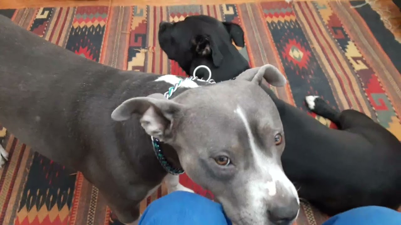 Gypsy n Raine ❤️🐾 