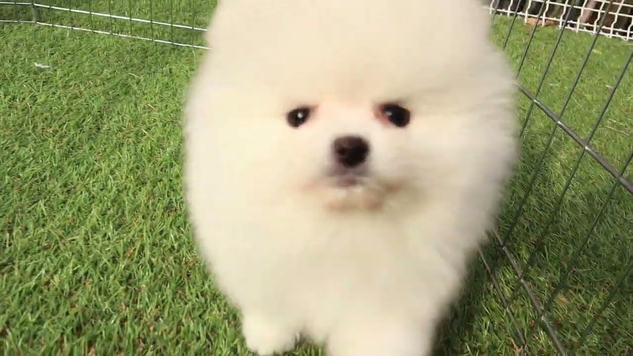 ホワイト　ポメラニアン　ブリーダー　子犬分譲　募集　クリーム　チャオリア