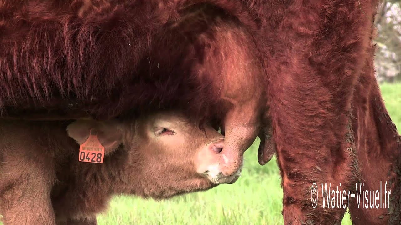 T&eacute;t&eacute;e de veau crois&eacute; Salers Charolais