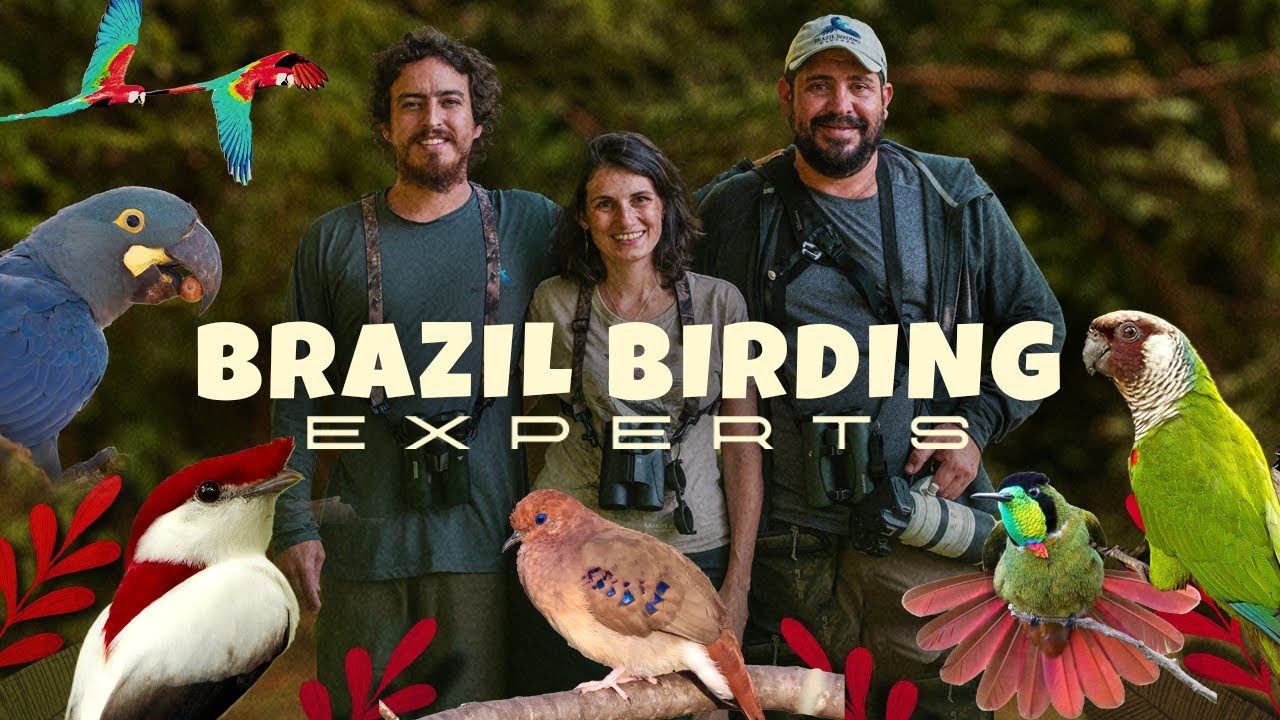 Explore a incr&iacute;vel diversidade de Aves do Brasil com a Brazil Birding Experts