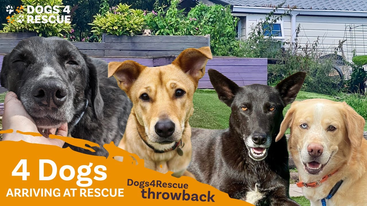 4 dogs arriving in rescue | Dogs4Rescue Throwback