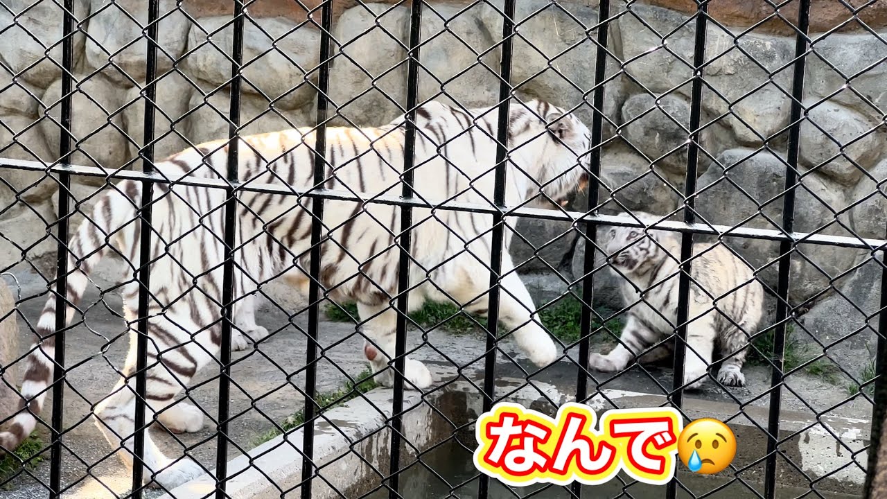 突然豹変した母に張り倒されるコタくん😢　4月21日 東武動物公園　ホワイトタイガー赤ちゃん