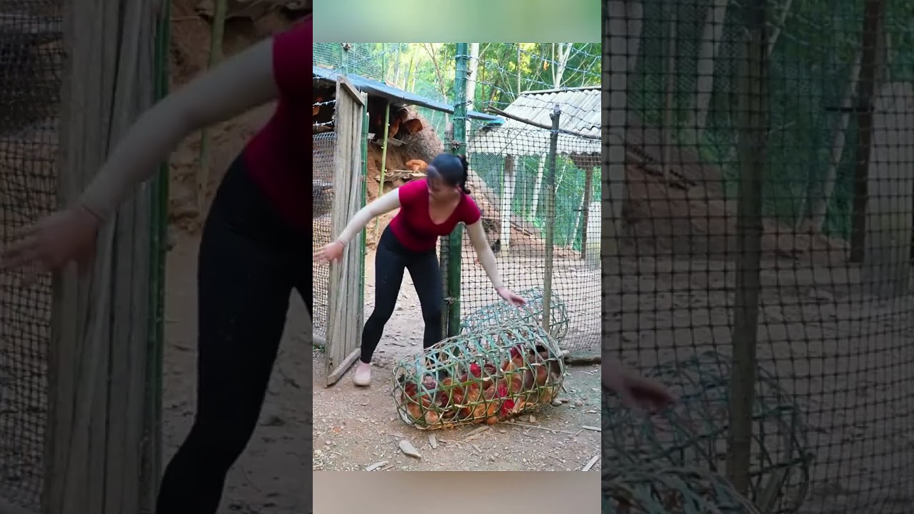Single Mom's FIGHT for Her Child's Future Through Chicken Farming #farming