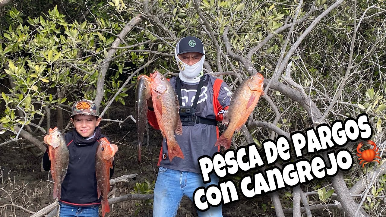 Pescando PARGOS GRANDES usando CANGREJO🦀como carnada