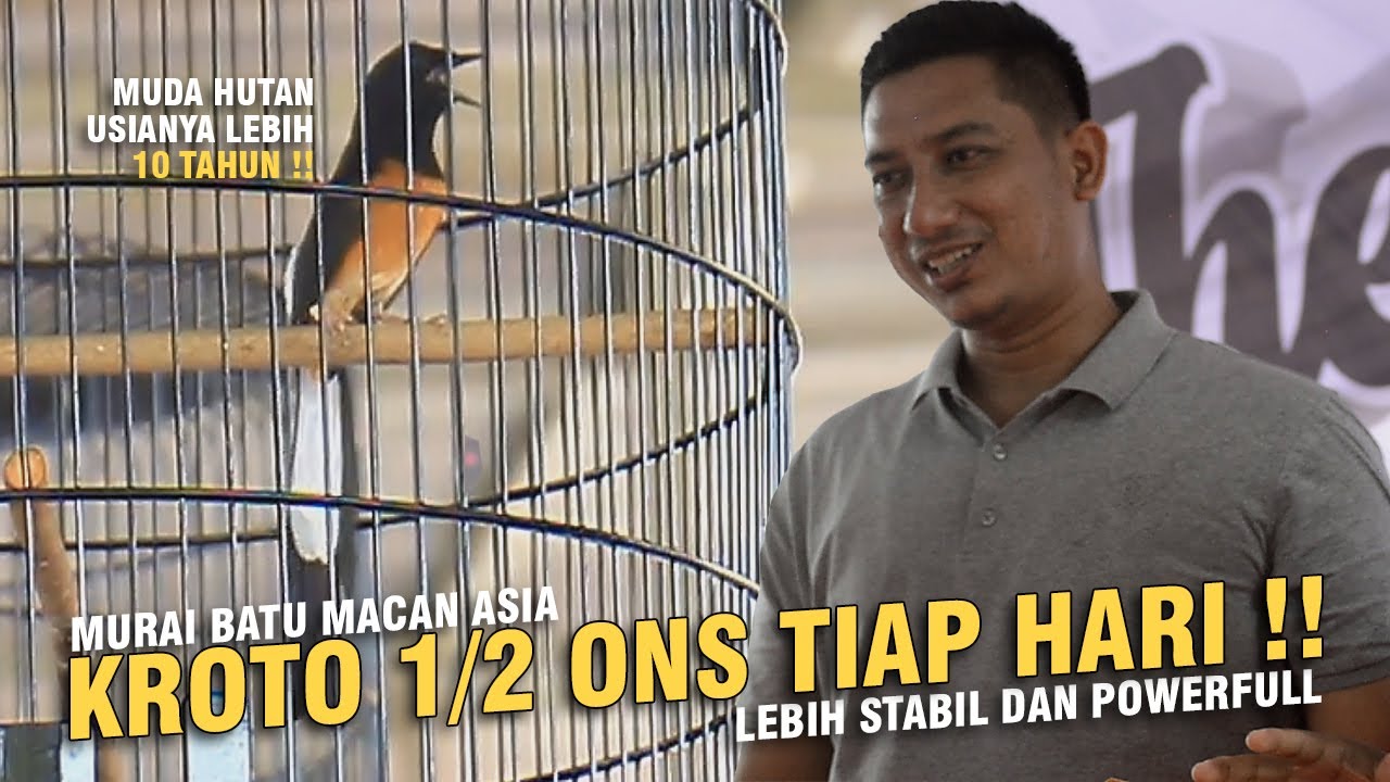 [ Murai Batu MACAN ASIA ] Rahasia Muda Hutan Stabil & Powerfull !! Kroto 1/2 Ons Setiap Hari