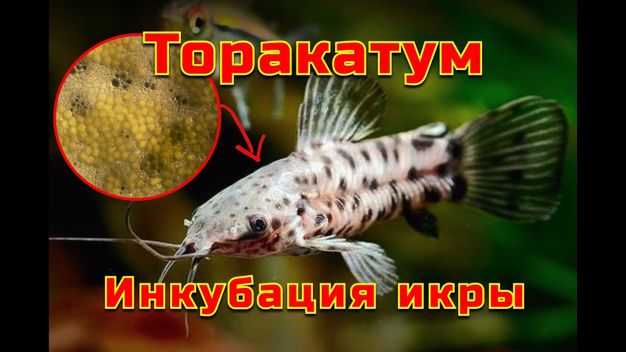Торакатум  (Таракатум) Инкубация икры | Нерест | Megalechis thoracata Caviar incubation