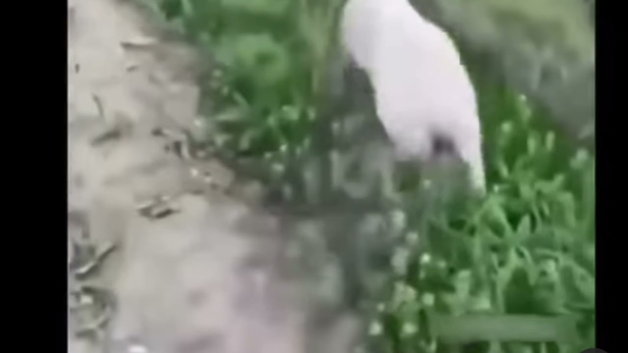Sheep 🐑getting stuck and jump Back in hole