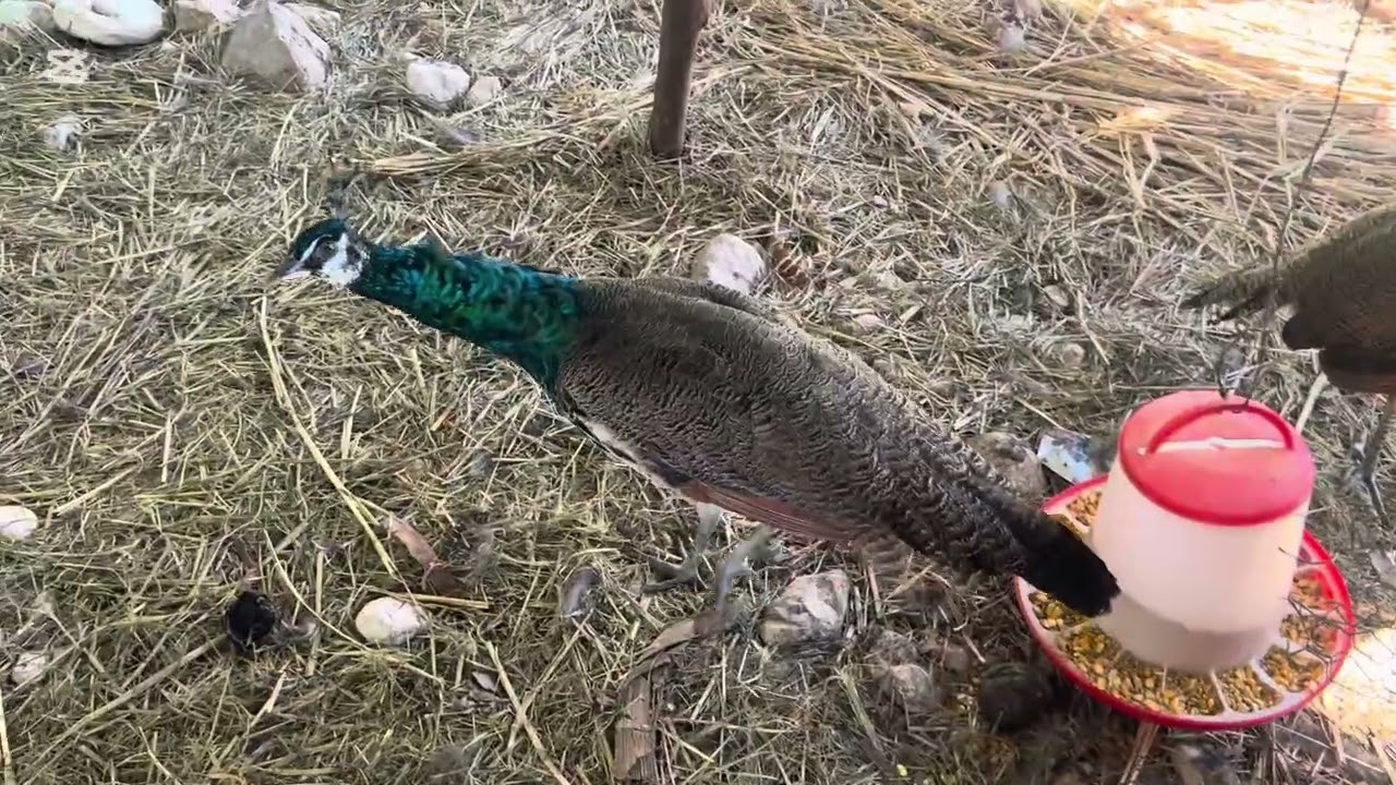 Relájate En La Naturaleza Viendo Patos y Pavos Real #Sonido de Naturaleza 