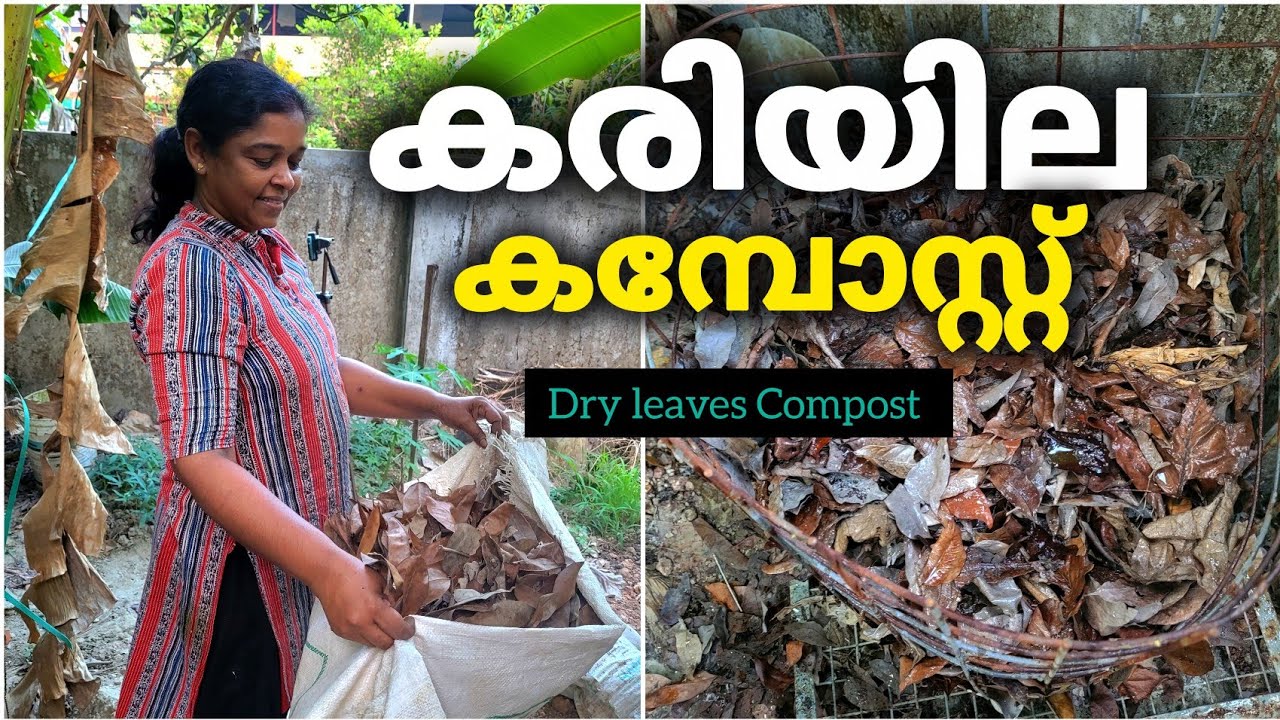 എളുപ്പത്തിൽ കരിയില കമ്പോസ്റ്റ് ഉണ്ടാക്കാം