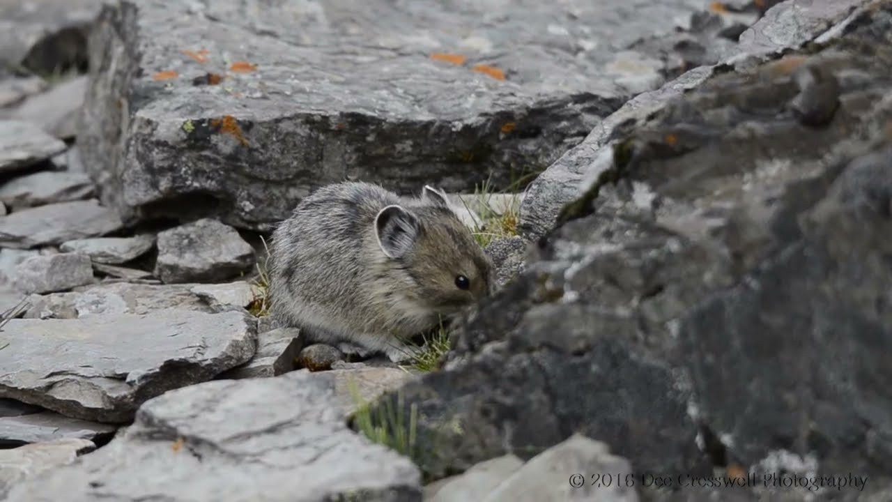 CUTE Little American PIKA | Alberta Wildlife