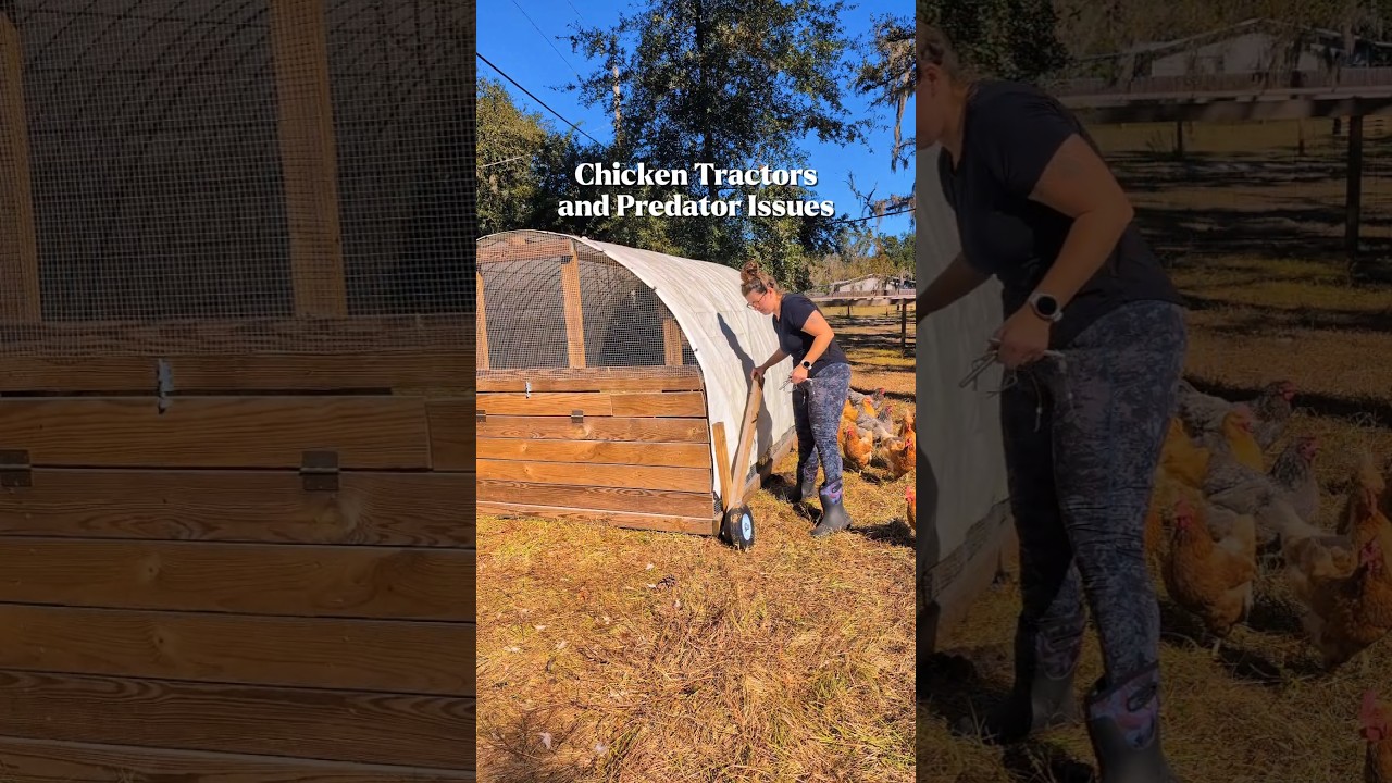 А как насчет хищников с передвижным курятником?? 🐔🐓🐣