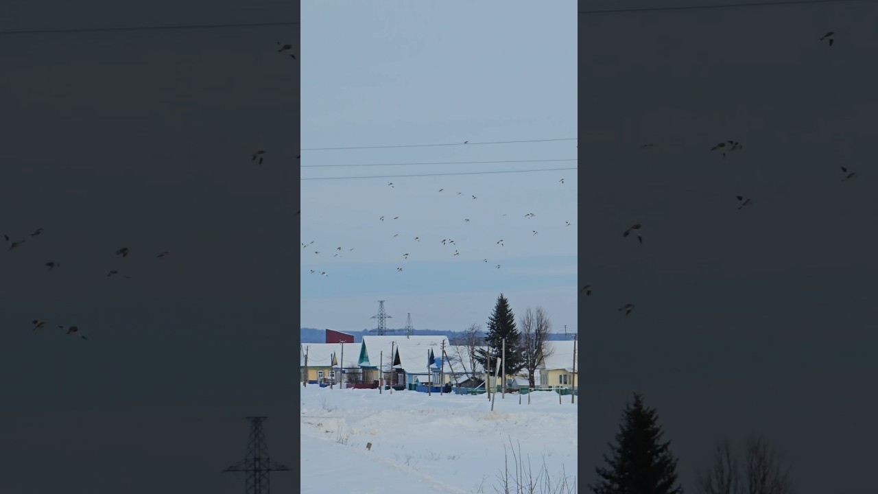 Snow Bunting (Plectrophenax nivalis) Bird watching Samsung Galaxy S23 Ultra 4k 60fps zoom 