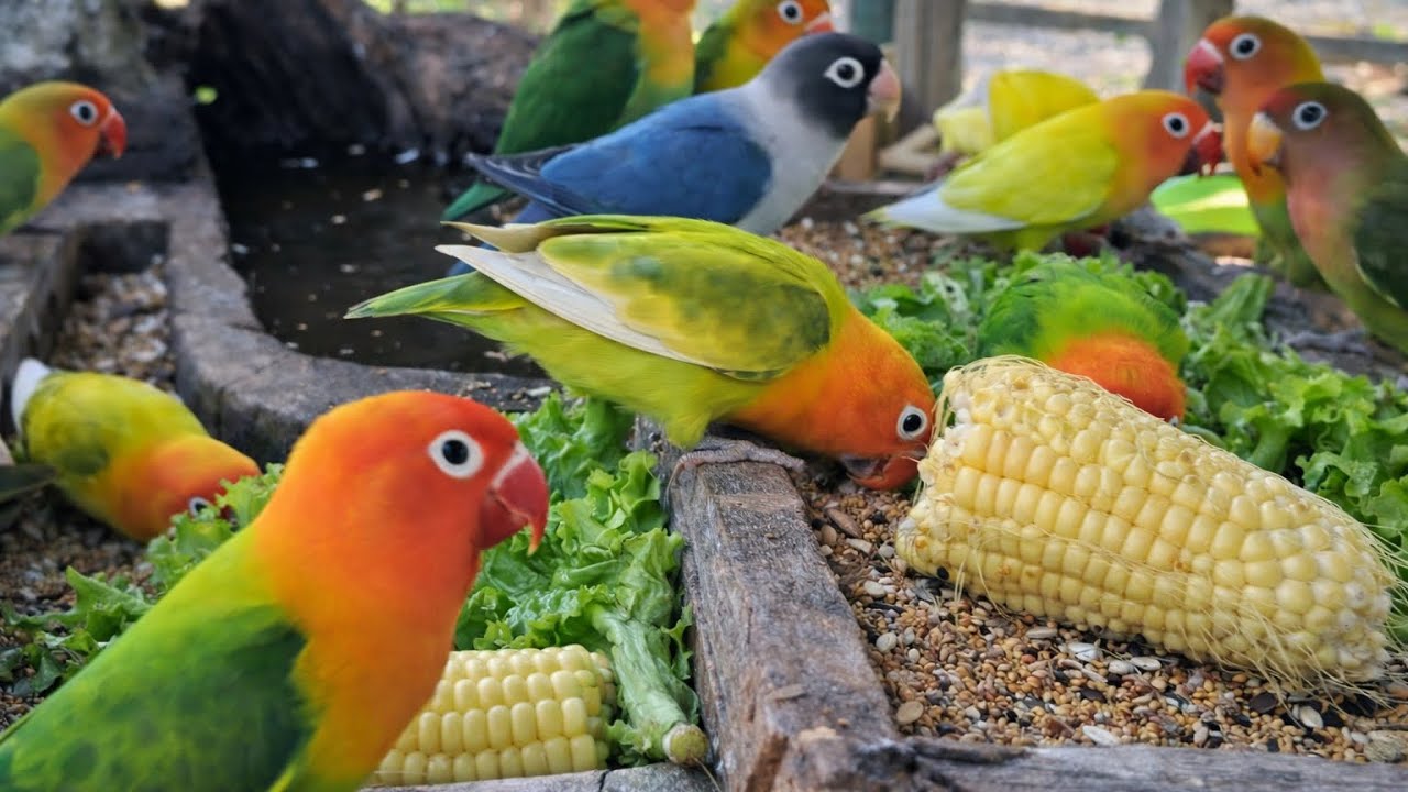 Lovebird Colorful 💚❤️#lovebirds #sunconure #parrotlover #birds #cutelovebird