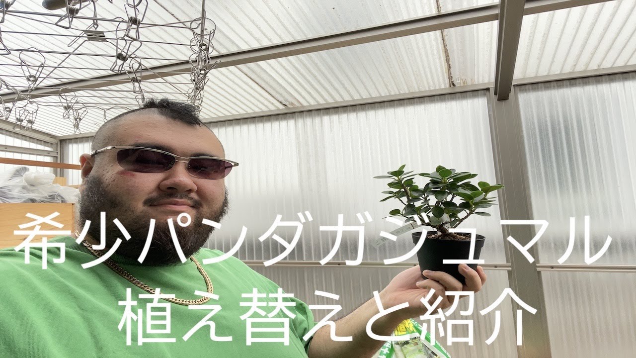 希少パンダガジュマル入手 植え替えと雨音紹介