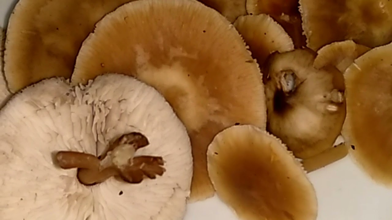 КОЛЛИБИЯ МАСЛЯНАЯ.Collybia butyracea.