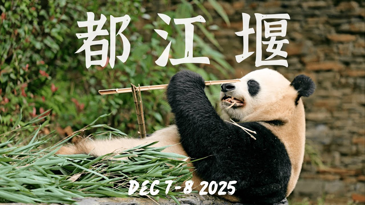 都江堰 熊猫谷 成都 四川 青城山 熊猫基地 玉林路 春熙路 太古里 Dujiangyan Panda Valley Mount Qingcheng Travel  4K Dec 2025