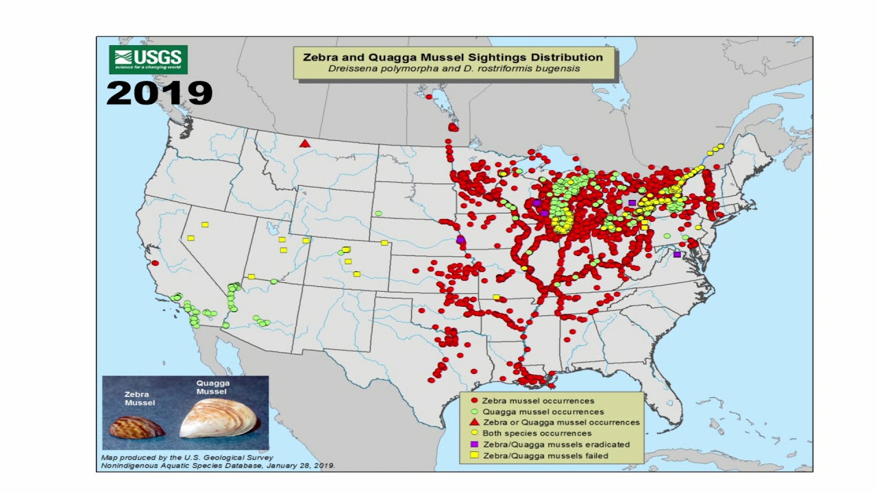 Dont Move a Mussel.#CleanDrainDry:Prevent Zebra Mussels from invading Flathead Lake & Columbia Basin