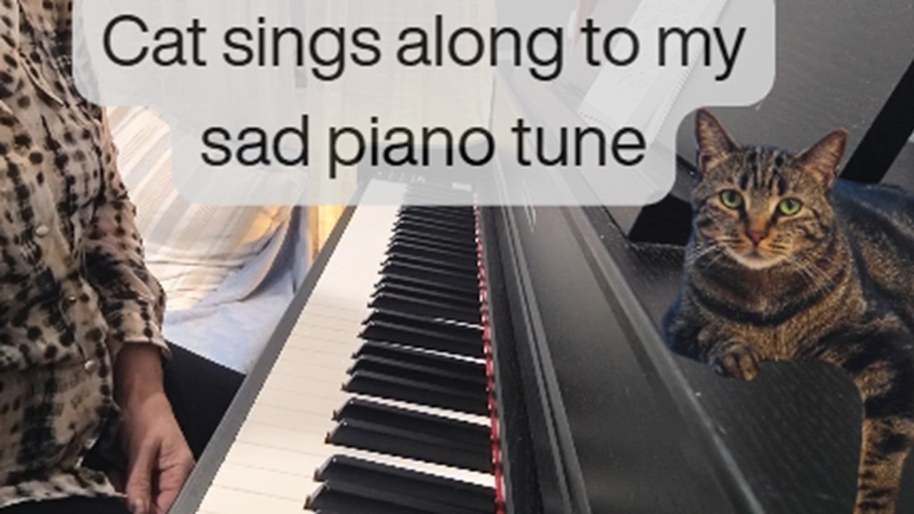 Cat Videobombs Piano Session 😱🎹