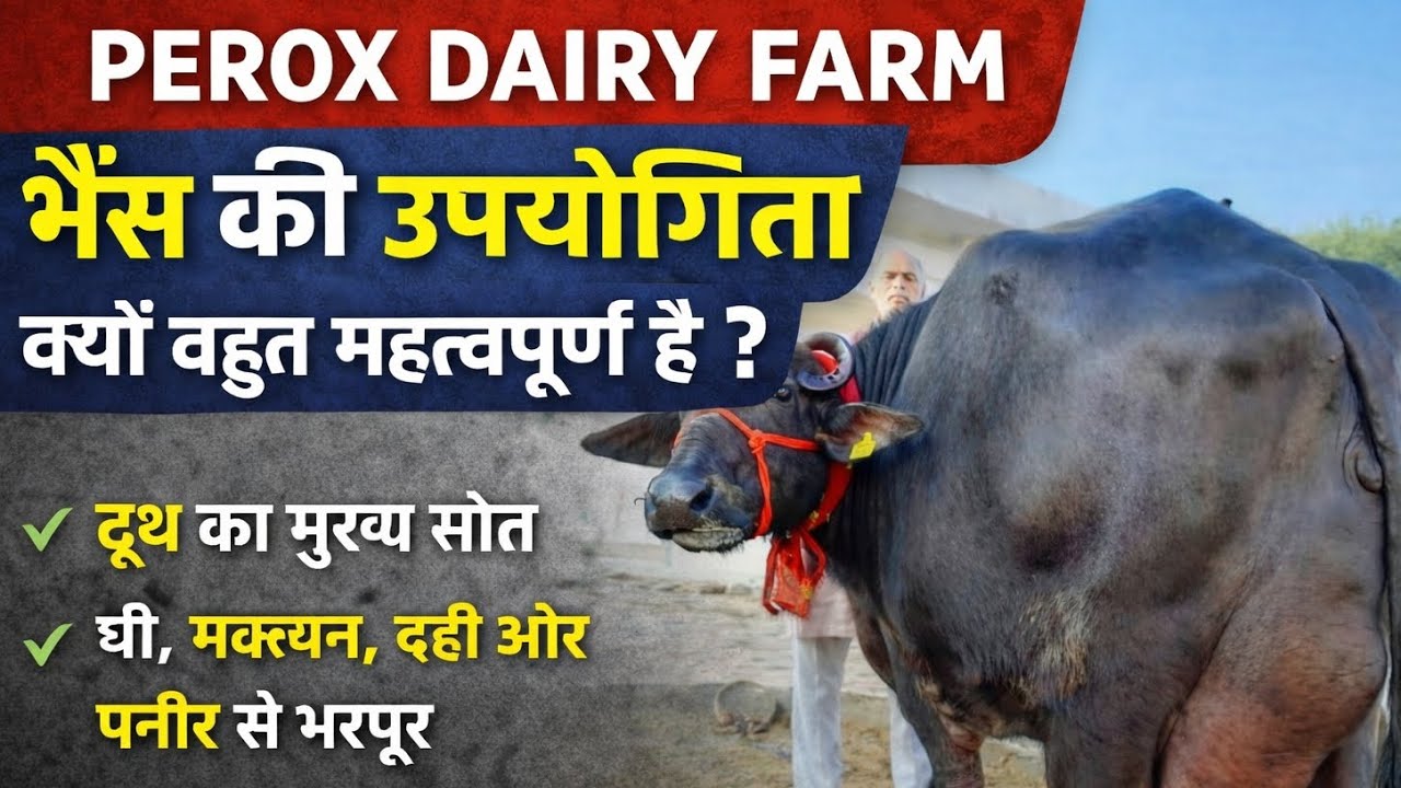 PEROX FAIRY FARM ll 😄 भैंस की उपयोगिता क्या वहुत महत्वपूर्ण है,? दुघ का मुरप सोत घी मक्खन दहीं और //