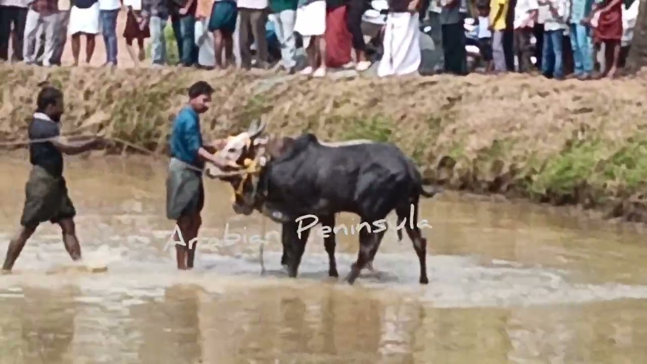 മനംമയക്കുന്ന കാളപൂട്ട്