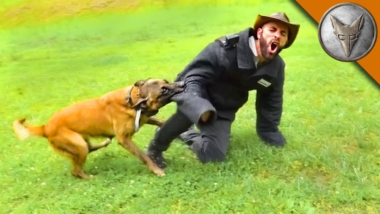 Zły Ugryzienie 🐕💥 Atak K9 | Brave Wilderness Polski