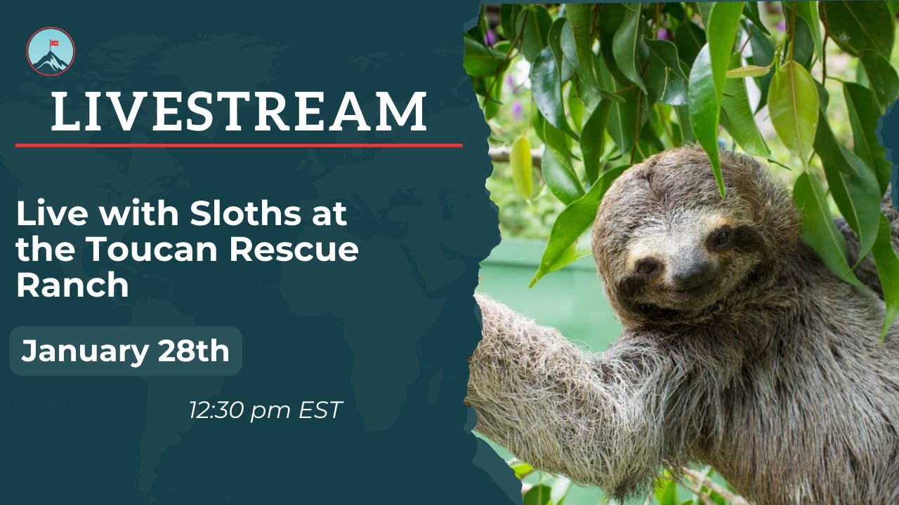 Live with Sloths at the Toucan Rescue Ranch
