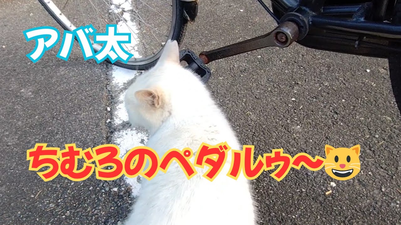 【地域猫】ちむろのペダルゥ～😺10月撮影分のパート20です😺