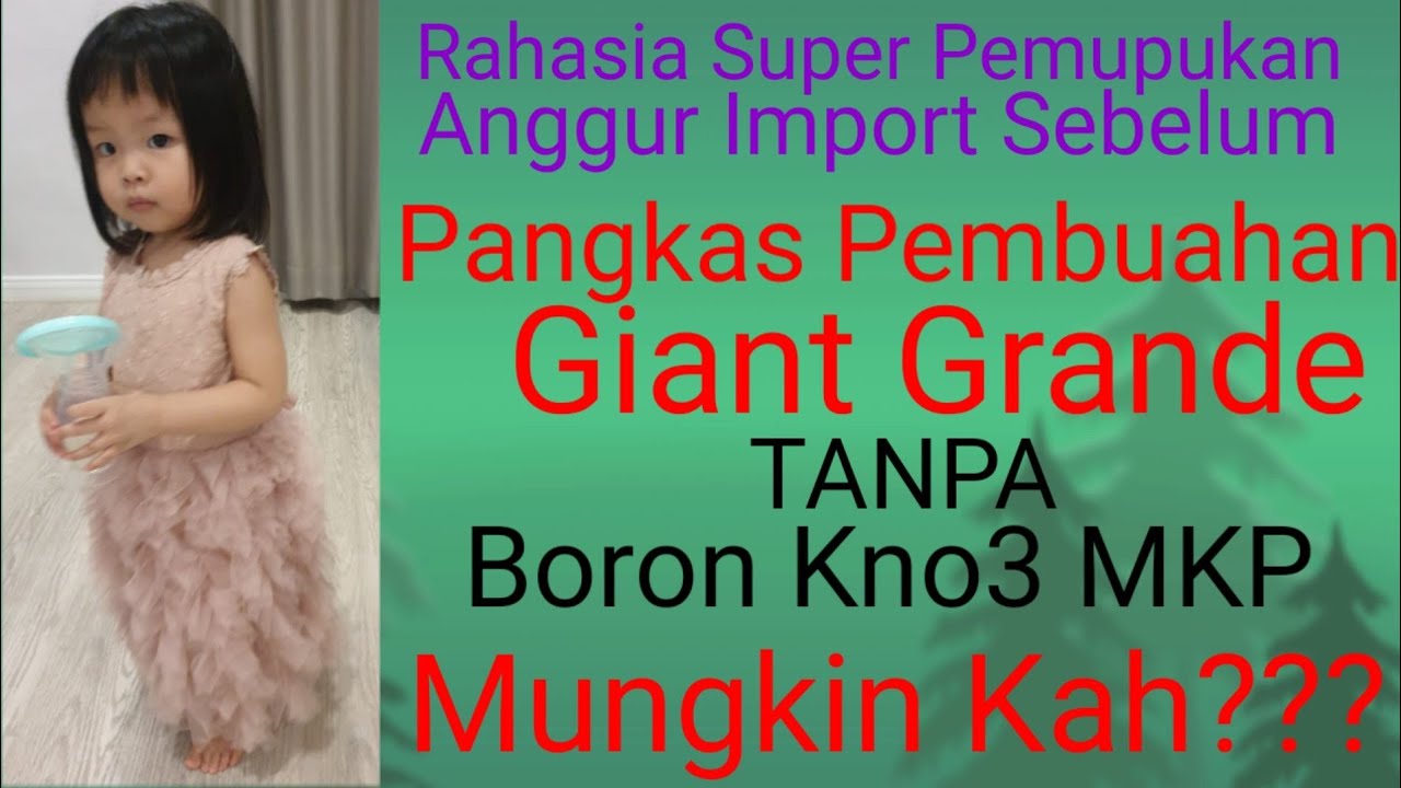 CARA PEMUPUKAN SEBELUM Pangkas Pembuahan Pembuahan Anggur Import GIANT GRANDE Part#1