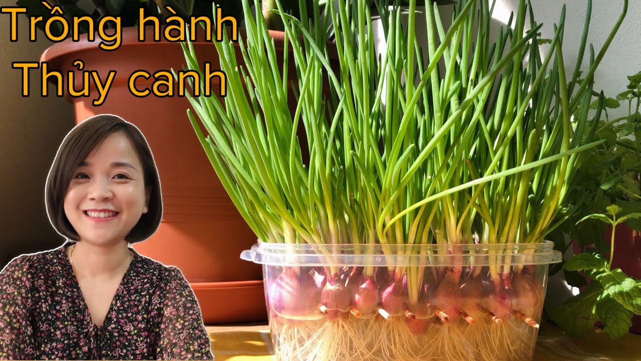 TRỒNG HÀNH THỦY CANH TRONG NHÀ | TRỒNG HÀNH LÁ TỪ HÀNH CỦ THU HOẠCH NHIỀU LẦN | Cuộc sống Séc #192