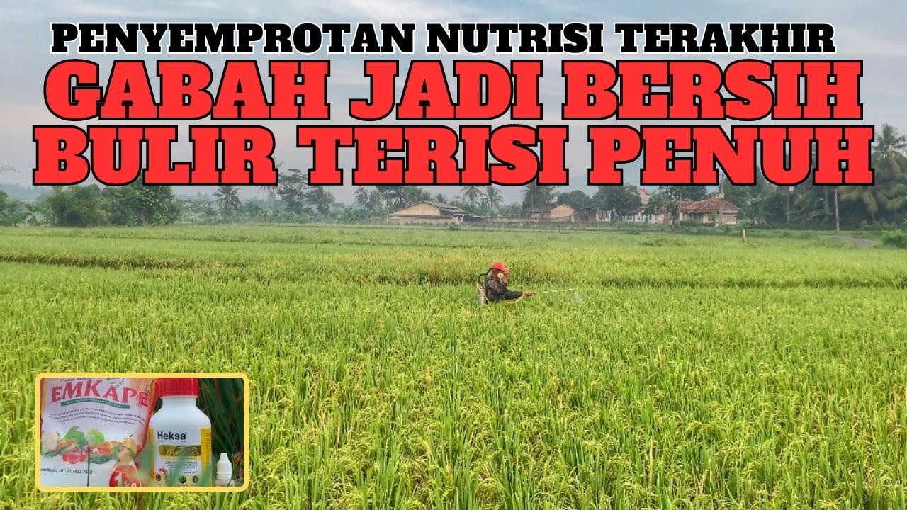 Penyemprotan terakhir padi dengan nutrisi padi terbaik agar bulir buah berisi penuh berbobot bernas