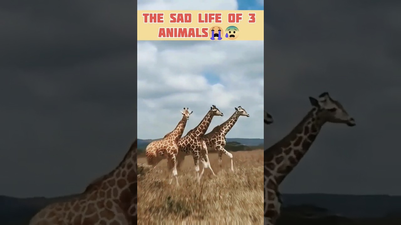 The Sad Life of 3 Animals 😭