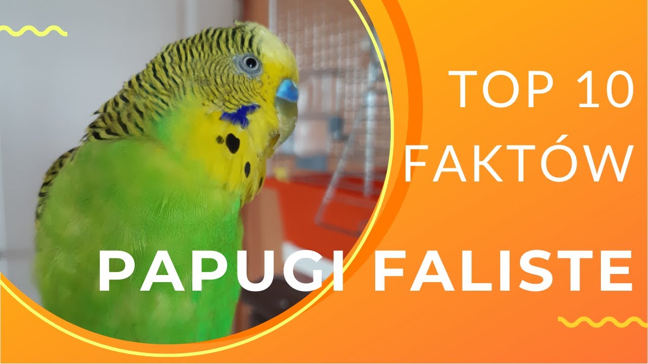 Papuga falista - TOP 10 ciekawostek