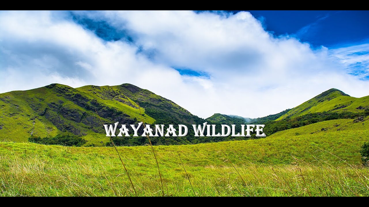 🎬🌿Wayanad Wildlife Sanctuary, Kerala&rsquo;s Hidden Paradise | 6-Minute Rainforest & Wildlife Escape🌄🐘