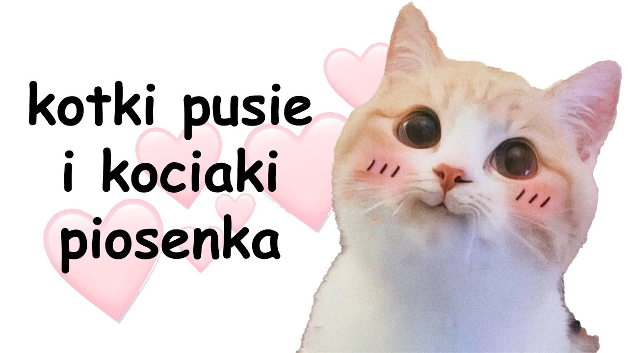 kotki pusie i kociaki piosenka