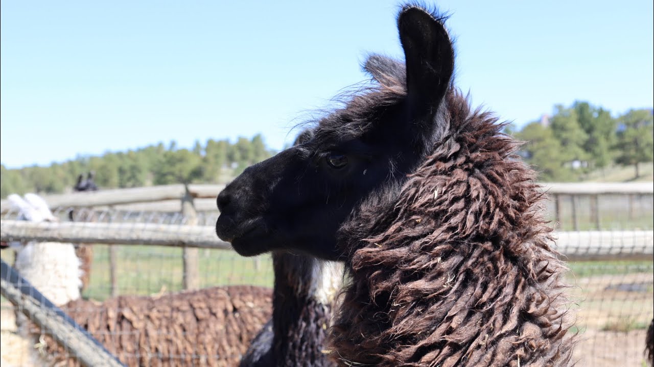 LLAMAS | COLORADO| LLAMAS MATING 