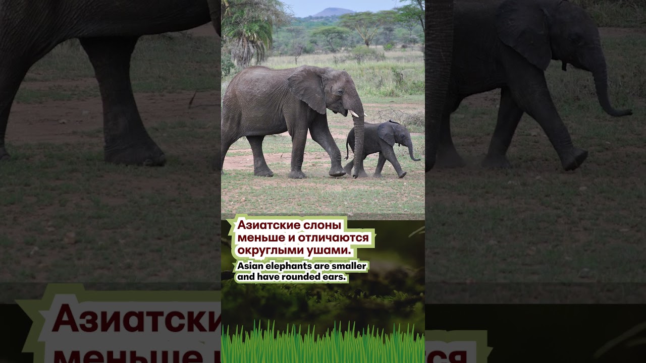 🦣 Bilingual Elephant Facts in Russian & English - Mini Pt 1 