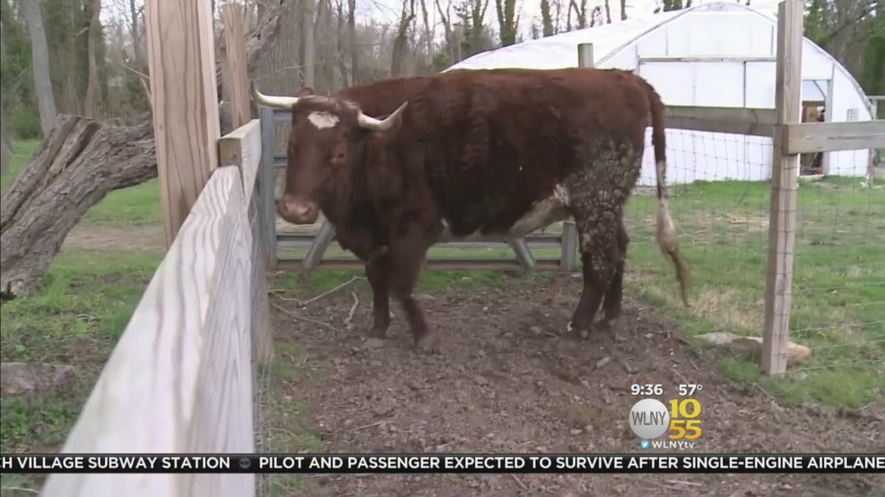 Save The Cow Campaign