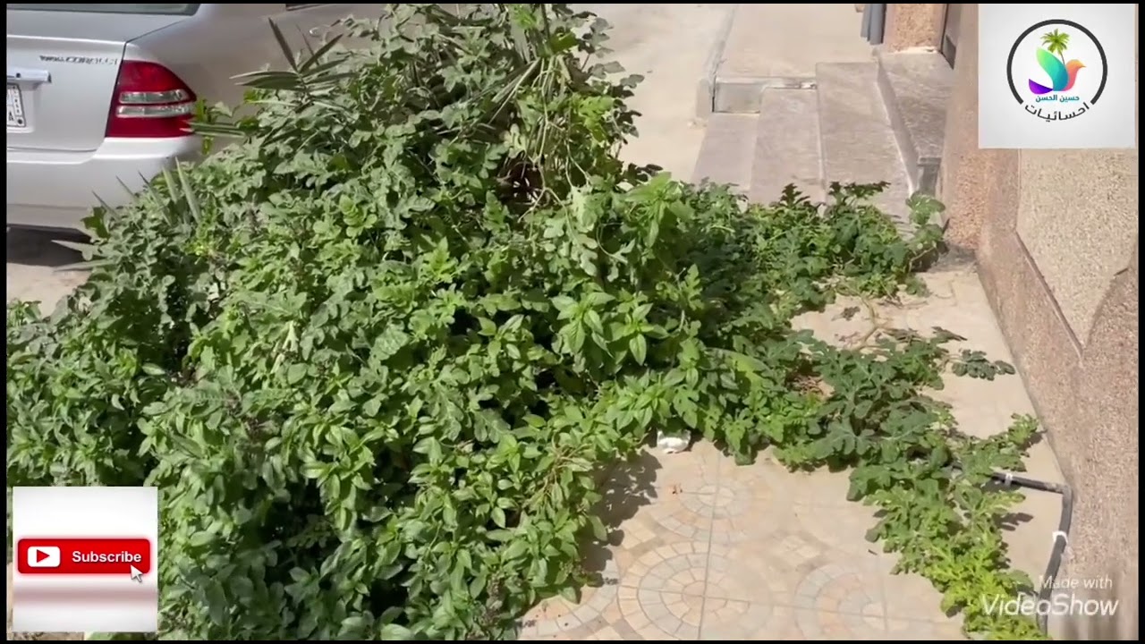 زراعة الحبحب من البذور - احسائيات 