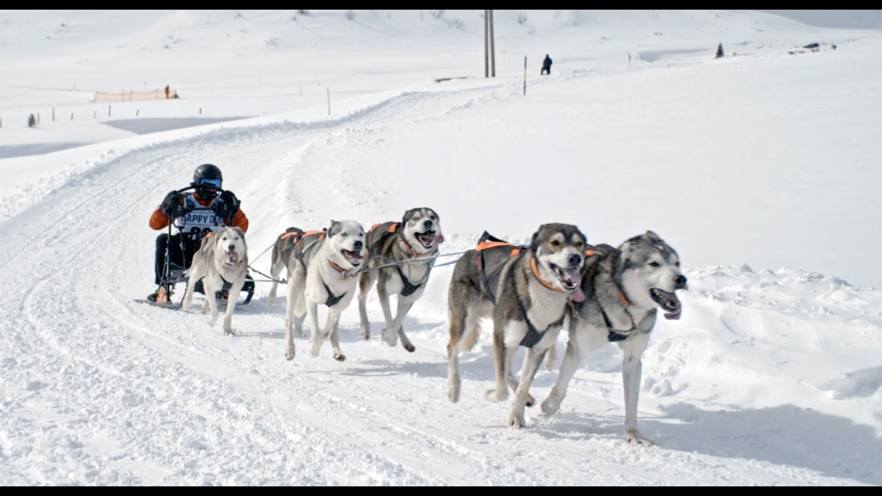 Schlittenhunderennen im Nassfeld - Sportgastein