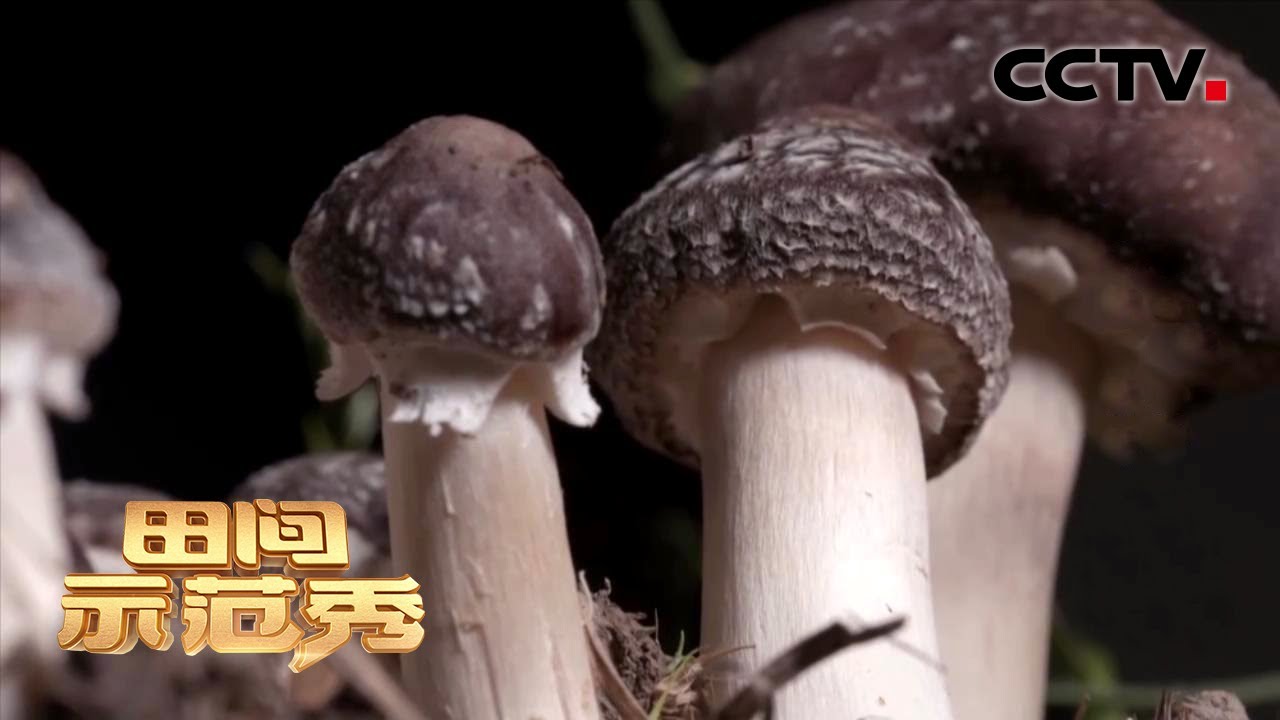 稻田也能种植蘑菇？科学种植&ldquo;赤松茸&rdquo;专家有妙招，干货满满！| CCTV「田间示范秀」20210406