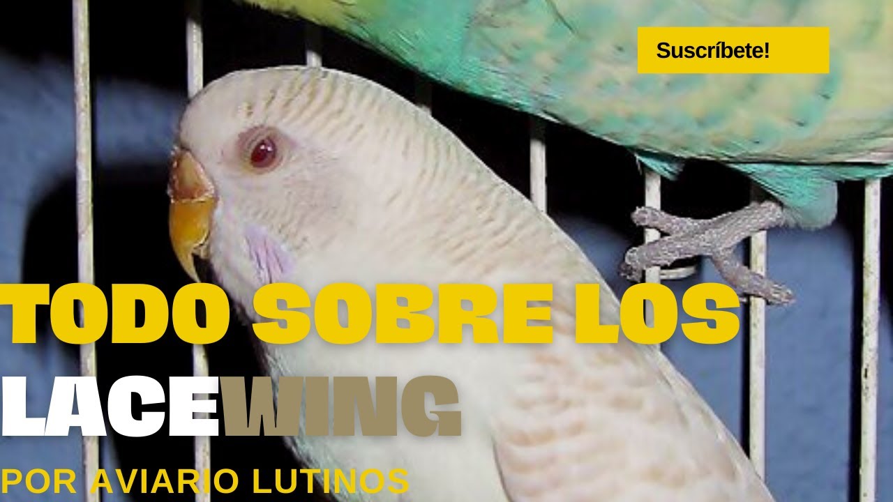 Todo sobre los LACEWING (ALAS DE ENCAJE)