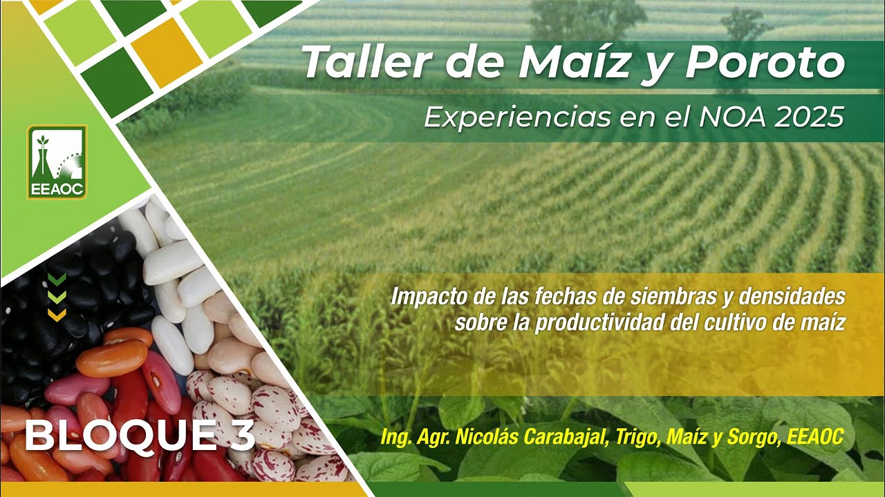 8-Impacto de las fechas de siembras y densidad sobre productividad del maíz. Nicolas Carabajal.