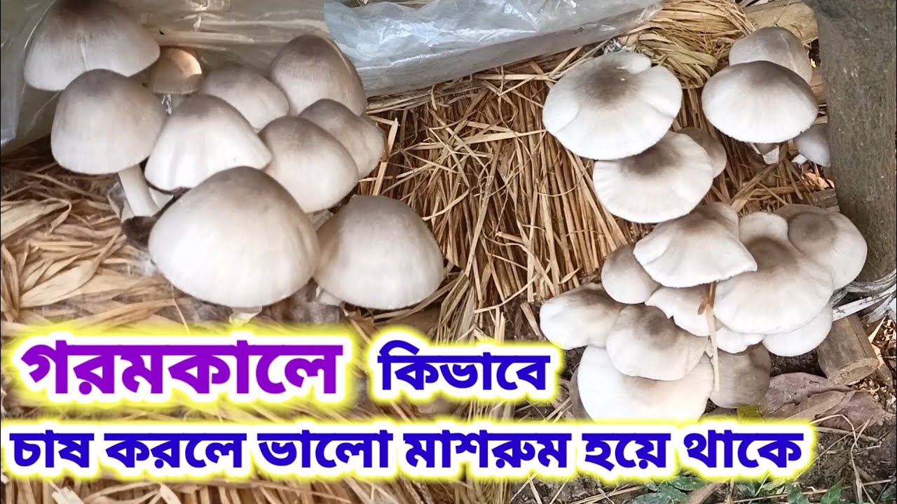 গরমকালে কিভাবে চাষ করলে ভালো মাশরুম হয়ে থাকে।#poalchhatu#mushroom #khadchhatu#paddystrawmuahroom