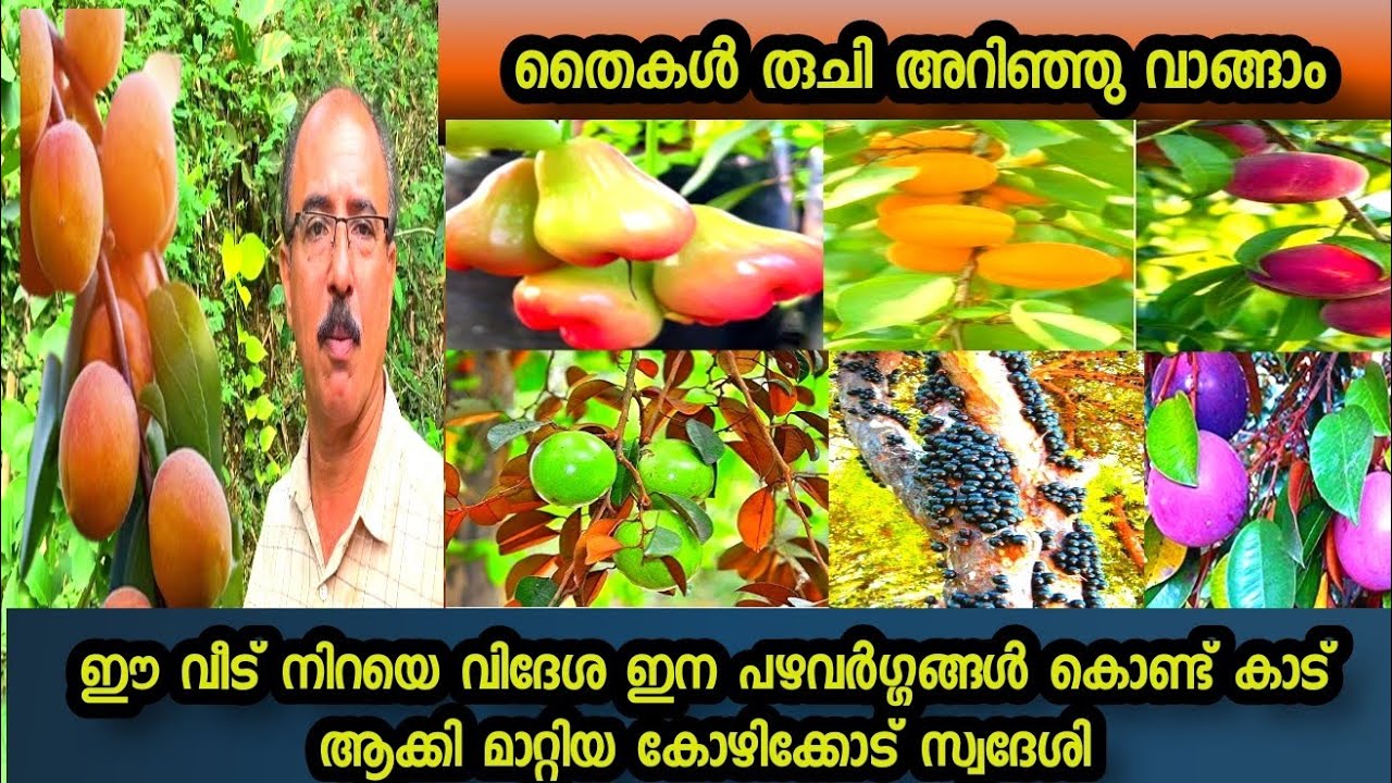 Kozhikode 450 varieties അഭിയും മുതൽ മിൽക്ക് ഫ്രൂട്ട് വരെ കാഴ്ച നിൽക്കുന്നു home # exotic fruit farm