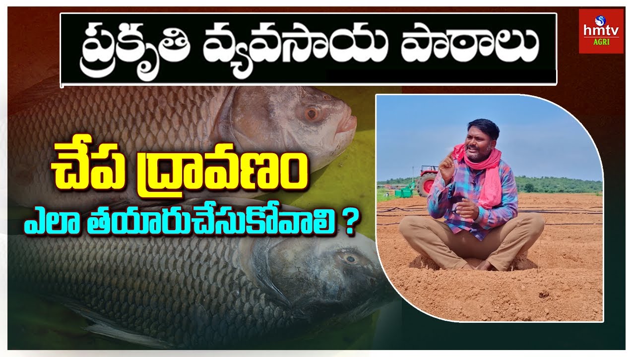చేప ద్రావణం ఎలా తయారుచేసుకోవాలి ? | Preparation of Fish Amino Acid | hmtv Agri