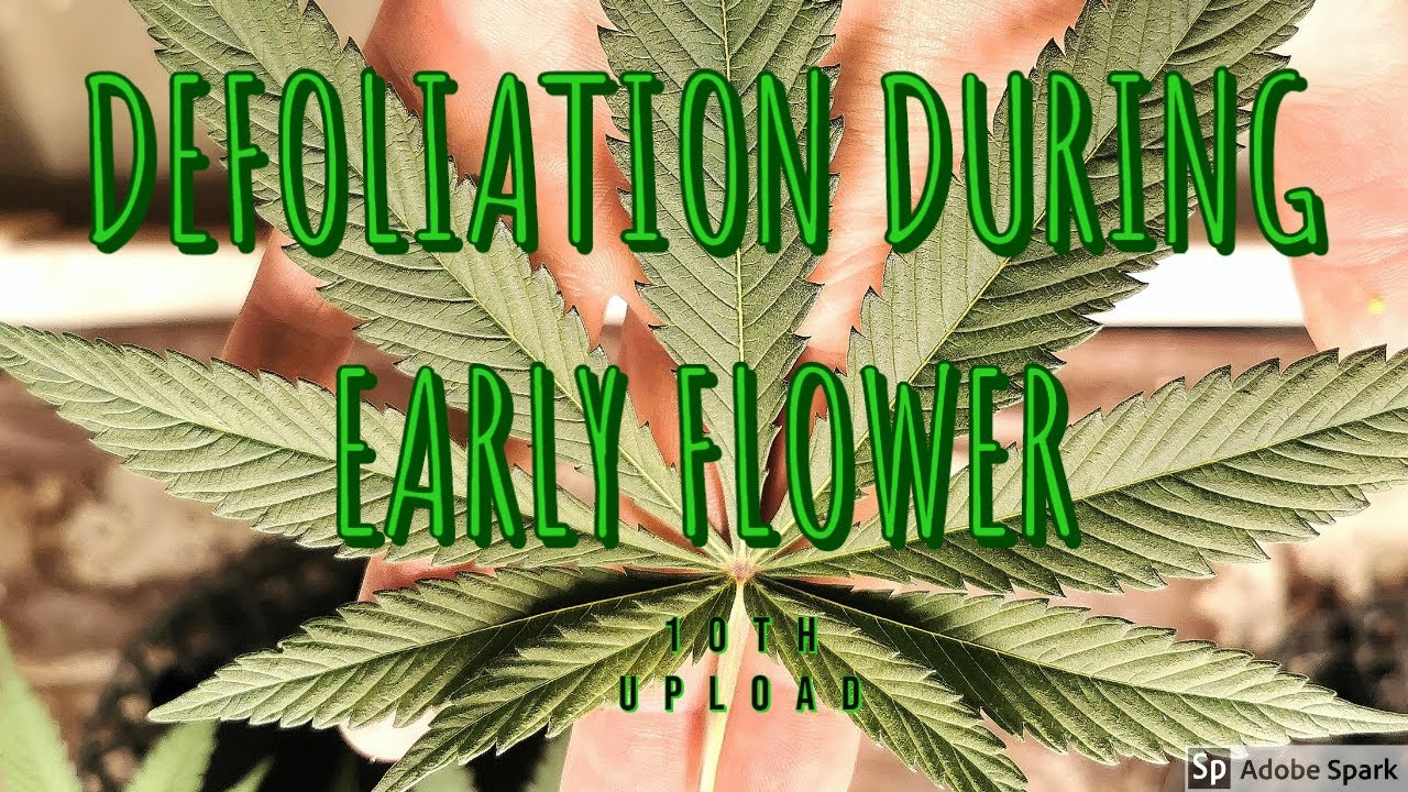 Defoliation during flowering
